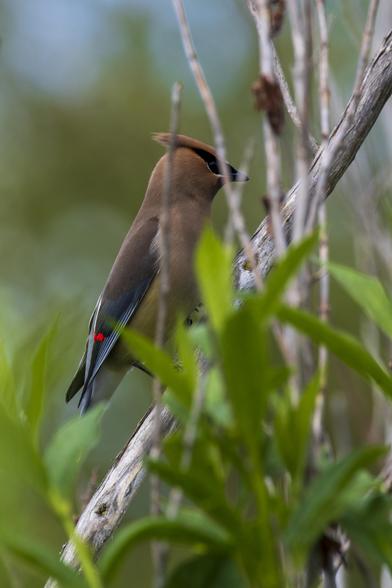 a cedar waxwing perched on a branch among other twigs and leafs. its red-tipped wing feathers look especially bright. the background is a blur of similar color to the foliage