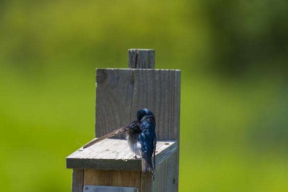 a tree swallow prunes its wings while perched atop a small wooden nest box. the background is a blur of green