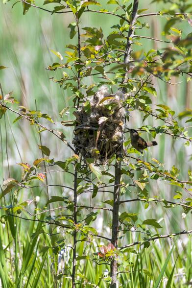 a marsh wren assembles its large nest, which is a big collection of fuzzy and leafy materials nestled between two small twiggy trees with long thin trunks and thin leafy branches sprouting horizontally from them, which makes great scaffolding for the wren's nest
