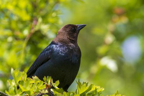 a brown-headed cowbird looks puzzlingly towards the camera and its surroundings while perched on a leafy tree, from up-close. the background is more leafy tree branches, but blurry