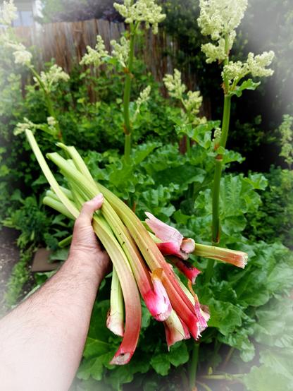 Ein Arm hält frisch geerntete Rhabarberstangen in die Kamera. Im Hintergrund sind große Rhabarberpflanzen mit hoch aufragenden Blütenständen zu sehen.
Foto by Johann Seidl, Gartenpoet.