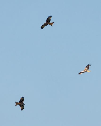 Three red kites in the sky forming a Triangel