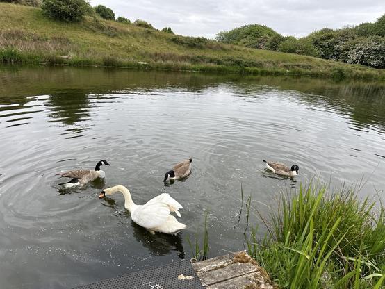 A swan and three Canada geese on an old mill lodge in a green tree lined valley beneath a grey sky