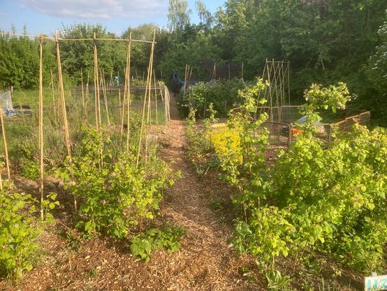 Same plot, in mid May. The ground has been cleared of undergrowth and largely mulched. Raspberry canes are in full leaf and bumblebees, honey bees and solutary bees are visiting often. Various bamboo cane structures are up to support climbing plants. A wood chipped central path follows past the blackberry now trained to posts and wires and down to a just visible extended blue shed. An orange bucket indicates where a container small pond is located. The only thing that’s been cropped from this plot so far has been an out of picture rhubarb but there will be lots of harvests to come.