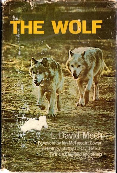 Le mythe du mâle alpha et les jeux de loups-garous : faut-il tout repenser ?