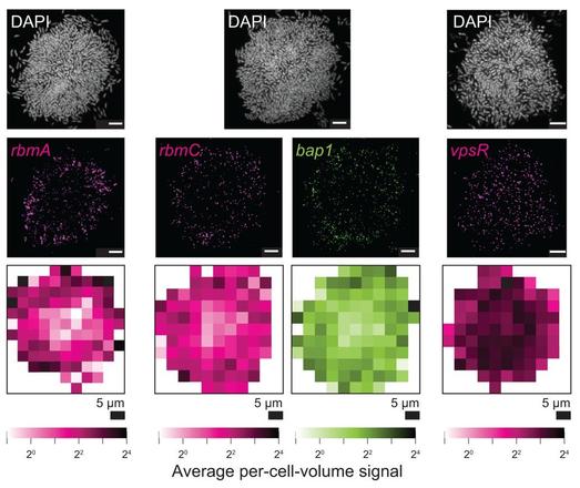 Representative images showing DAPI, and rbmA, rbmC, bap1, and vpsR smFISH fluorescence signals and heatmaps of per-cell-volume fluorescence signal as a function of x, y position for n = 5 replicate WT V. cholerae biofilms with the largest biovolumes. Scale bars represent 5 µm.