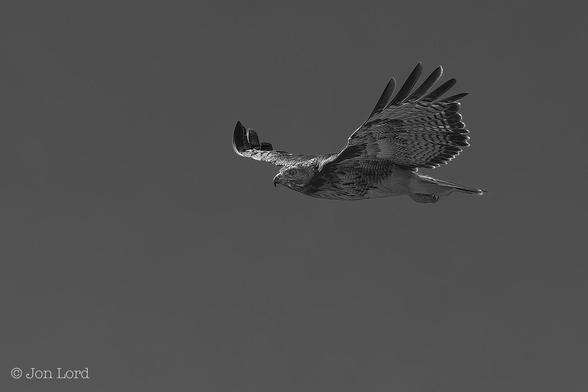 This Is A Black And White Wildlife Photo In Landscape Format. To The Right Of Centre And Flying From Right To Left Is An Unidentified Medium Sized Bird Of Prey. The Bird Is Viewed In Profile And Fills About A Quarter Of The Frame. The Wings Are Outspread As The Bird Soars From A Nearby Up Current. The Bird Is Looking Straight  Ahead. The Feathers On The Wing Tips Are Slightly Spread Out And Turned Upwards Slightly Similar To The Winglets On Modern Aircraft. The Background Is A Medium Grey Rendered From A Dark Blue Clear And Cloudless Sky. 
The Location: Angel Island, California (2017).