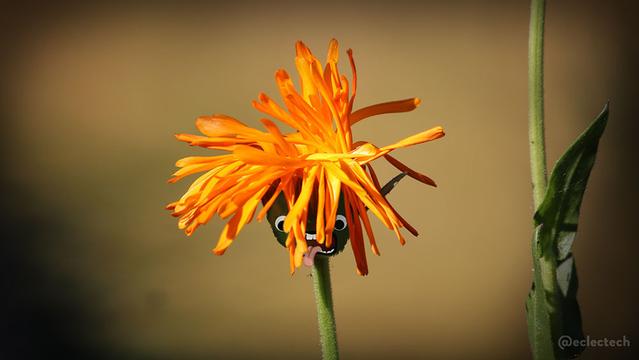 A close up photo of a flower against a brown soft focus backdrop. It's just released its petals from its bud and they are thin, bright orange, and sticking in all directions. Definitely a bad hair day look. Underneath it's long, unkempt fringe you can just see two googly eyes and an open, toothy mouth with tongue sticking out.