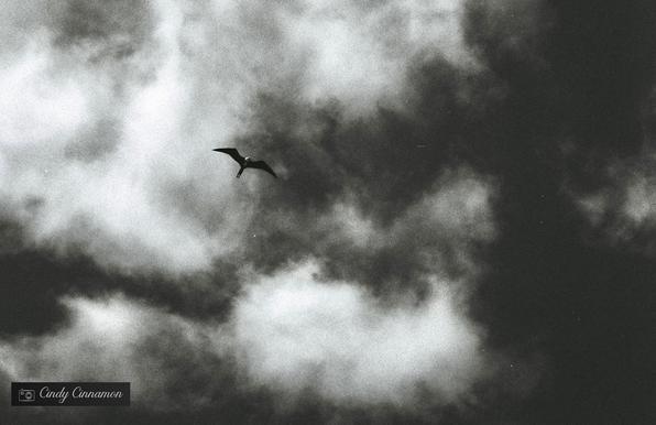 Oiseau dans le ciel menaçant du Mexique. Photographie par Cindy Cinnamon