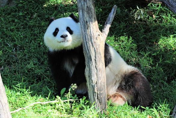 Giant panda Qing Bao is peeking out from behind one of the supporting logs under her hammock after completing a roll.