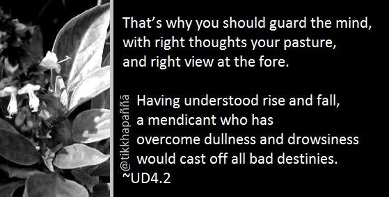 That’s why you should guard the mind,
with right thoughts your pasture,
and right view at the fore.
Having understood rise and fall,
a mendicant who has
overcome dullness and drowsiness
would cast off all bad destinies.
~UD4.2