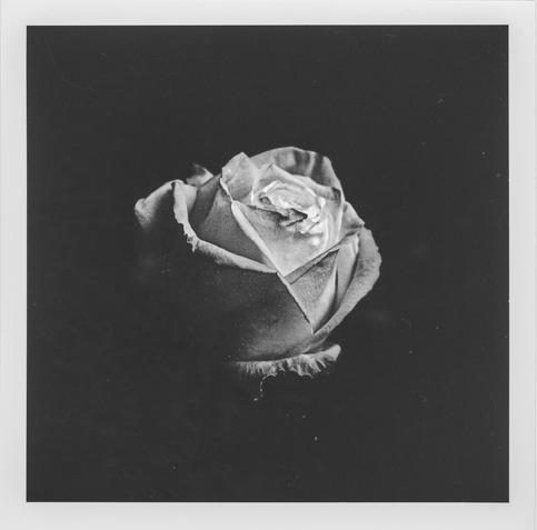 The image is a black-and-white photograph of a single rose bud. The flower is centered against a deep black background, which creates a striking contrast and isolates the subject, giving it a dramatic and elegant appearance. The texture of the petals is clearly visible, with delicate highlights and shadows that emphasize their softness and natural form. The lighting appears to come from above or slightly to the side, enhancing the three-dimensional quality of the rose. There are also some fine specks or dust particles visible, which could suggest that the photograph was scanned from a darkroom print