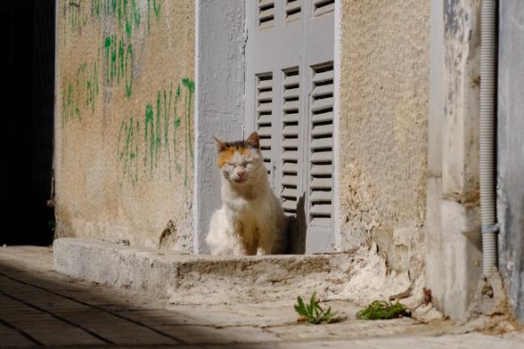 Photo of a dirty white alley cat with orange and dark spots. The cat looks like it's been in many fights in its life. It sits in the surround of a semi-basement window with grey wooden shades. The cat's eyes are closed.