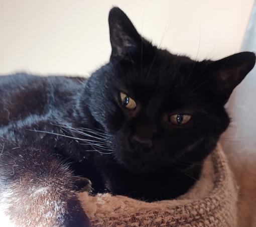 Portrait de chat noir dans son panier qui regarde la caméra du téléphone avec circonspection.