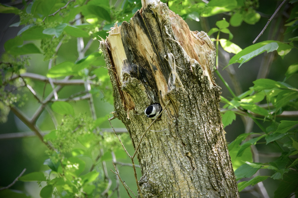 A tiny Carolina Chickadee peeks its black and white head out of a nest cavity in a dead scrag.