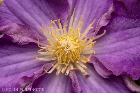 Hundreds of yellow, threadlike floral structures unfurling from a tight ball and framed by large purple tepals.