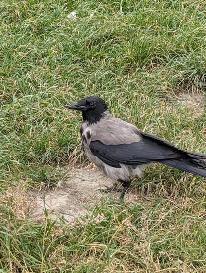 Nahaufnahme einer grau-schwarzen Nebelkrähe, die nach links gedreht auf einer Wiese steht. Ihr oberer Schnabel ist ca. zur Hälfte weg gebrochen und viel kürzer als der untere Teil.