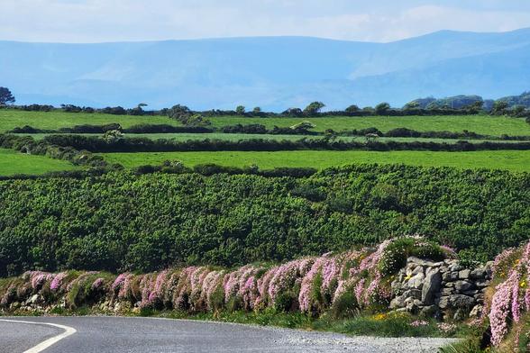A winding grey road curves through a vibrant green landscape with fields divided by lush hedgerows and stone walls. A stone wall in the foreground is covered in clusters of small pink and white wildflowers. Distant blue hills are visible under a bright sky.