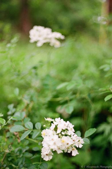 Canon EOS 5, EF 50mm f/1.8, Kodak ProImage 100