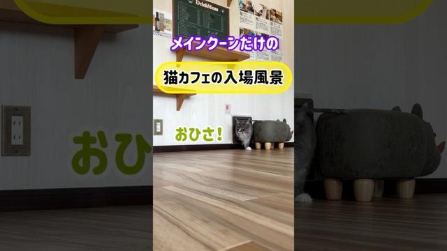 メインクーンだけの【猫カフェの入場風景】#mainecat #cooncat #cat #もふ