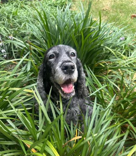 A dark blue roan English Cocker Spaniel, sitting in tall grass, smiling at the camera.