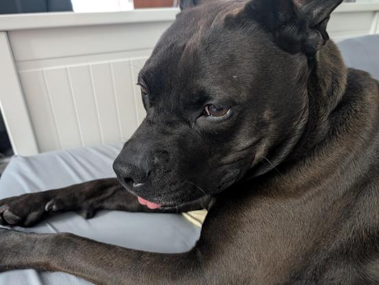Pepper (black Lab / Staffy Mix)