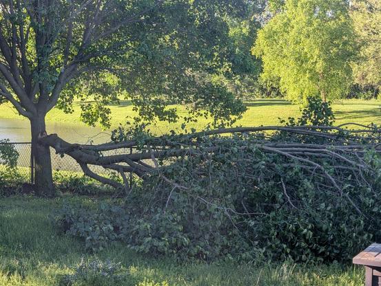 Large branch that broke off of the tree in the back yard.
