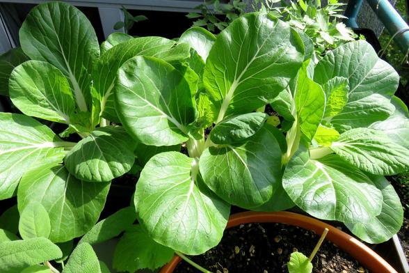 Mehrere kräftige Pak-Choi-Pflanzen wachsen nebeneinander in Pflanzgefäßen auf einem Balkon. Die Pflanzen haben große, glänzende, grüne Blätter mit dicken, weißen Stielen. Die Blattadern sind deutlich sichtbar. Die Sonne scheint direkt auf die Blätter und bringt ihre Struktur gut zur Geltung.
