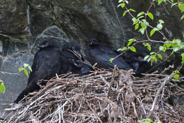 Five black Raven chicks lined up in their stick nest in a dark corner of a cliff.