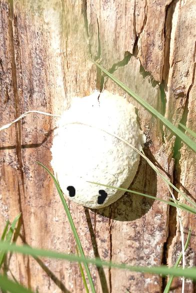 photo of a pale yellow slime mold (I think) in the shape of like half an egg, with silly little eyes doodled on it to give it a cute expression. it sits on the side of a dead wooden log and "looks" downward