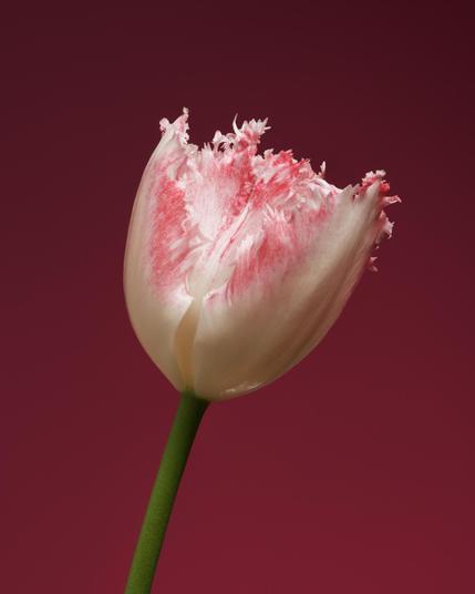 Flower photo of the day. Tulip, from Isa’s Bloemen in Baarn.

#flowers #macro #bloemenFotografie #flowersAndMacro #bloemen #blumen #fleurs #bloomScrolling #baarn #captureone