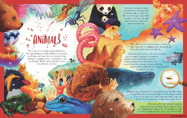 kingdoms of life book by Carly A-F
a colourful spread of animals