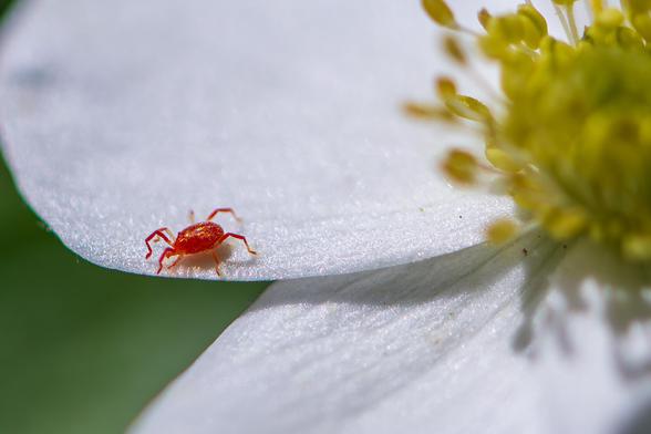 Extreme closeup photograph of a red mite (likely a sidewalk mite) standing on the edge of a white Canada anemone petal with out of focus green stamens to the left and out of focus green foliage in the background. Clover mites are small (0.75–0.85 mm or 0.030–0.033 in) oval, dome-shaped arachnids with red to brown bodies, eight legs, and two palps near its mouth.