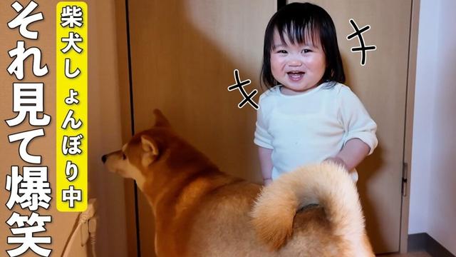 おばあちゃんが帰って落ち込む柴犬に爆笑する1歳娘がこちらですwww