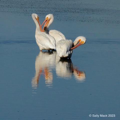 Color photo of three white pelicans standing close together in slightly rippled water as they preen. Orange beaks are clearly visible. Their reflections are slightly blurry.