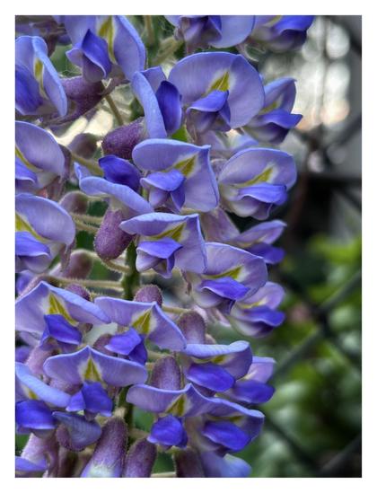 A closeup view of wisteria on a chain-link fence. The petals, in soft shades of purple and blue with white-edged green central streaks, fill the image from left frame almost all the way across to right. Eventually the wisteria gives way to an out-of-focus backdrop of chain links, a glimpse of a green garden beyond, and some spots of pale sky.
