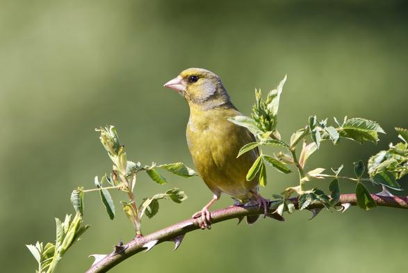 Male Greenfinch