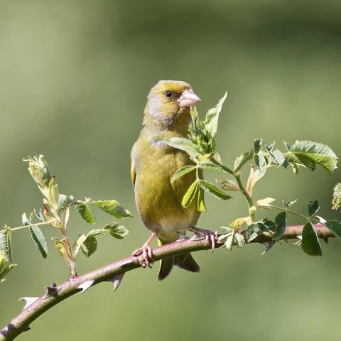 Male Greenfinch