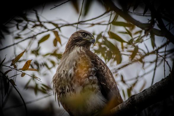 A red-tailed hawk perched on a branch, surrounded by autumn foliage. The bird of prey has brown and white feathers, a sharp curved beak, and an alert gaze as it surveys its surroundings against a soft, overcast sky. The hawk's detailed plumage is visible in this close-up portrait framed by blurred tree branches and leaves.