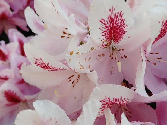 Close-up on a bunch of white with red sprinkled rhododendron blooms. Behind them much of the same.