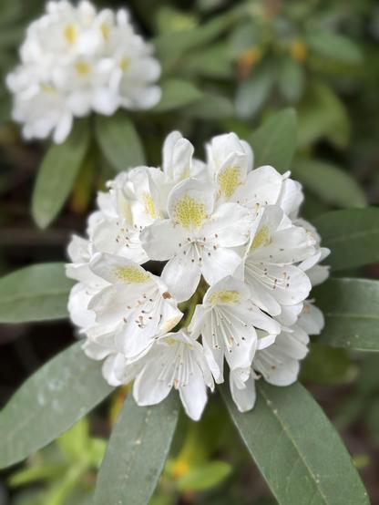 One in-focus clump of white rhododendron blossoms fills the center of the photo, with its green, waxy leaves radiating out from it.  Behind and to the upper left is a similar clump, out of focus.

Each of the blossoms comprising this bloom (perhaps a couple of dozen, I need to count these sometime) is a 5-petal white, with one petal having a yellowish snake skin or leopard-like pattern on the inside.  There are also a dozen or so small white tubes with red/brown seeds at the end in the very center.  What a joy they are this time of year.