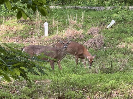 Two female deer were grazing in this area (I think it's a house site, as those are probably utility bollards behind them.)  It is wild and grassy, with trees around, but the 2 does are center stage.  The younger one is still feeding, but her mama (I'm guessing) is now looking right at us.