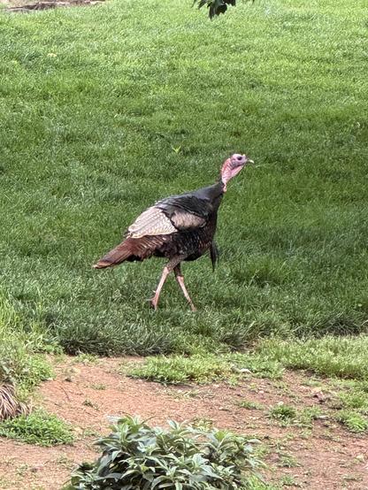 Quite a large wild turkey is doing the trot up a hillside towards a large house (out of the photo) as we were walking in the same direction s(he) was.  He was quite perturbed by our presence, and trotted off until he was out of sight.  The ducks who were previously hanging out with him took flight down to the water, instead.

He is big, about the size of a medium-sized dog on skinny legs, with a brown tail, black upper wings and whitish lower ones, and a dull red head and wattle.

He looked worried.