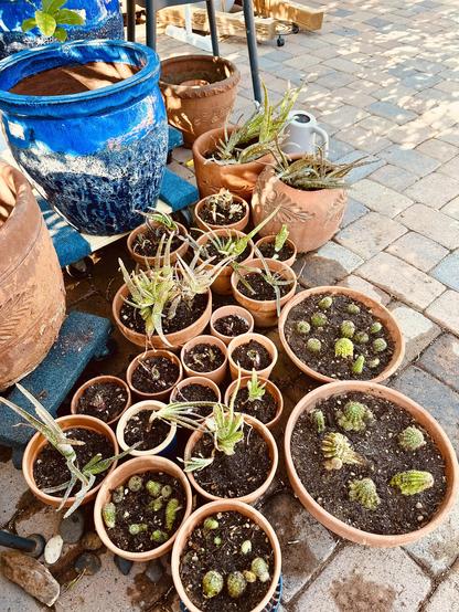 About 20 small to medium potted plants for the Southwest. They need half full sun and actually survive in brutal Arizona heat waves. They are all in orange clay pots on the brick paving bricks of the backyard. Many are only 1” tall with 6 or more cactus babies in a shared pot. The aloes are tall and scraggly, planted 2-4 together. The tall blue ceramic pots on top right are placeholder pots waiting for future large plants to come.