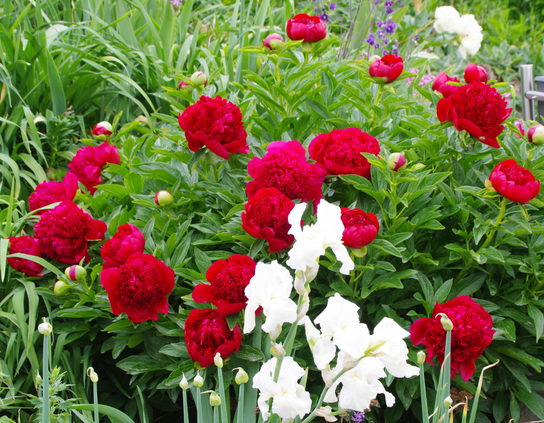 Blumenstaude mit roten, teilweise noch geschlossenen roten Blüten. Im Vordergrund eine weiße Bartiris.