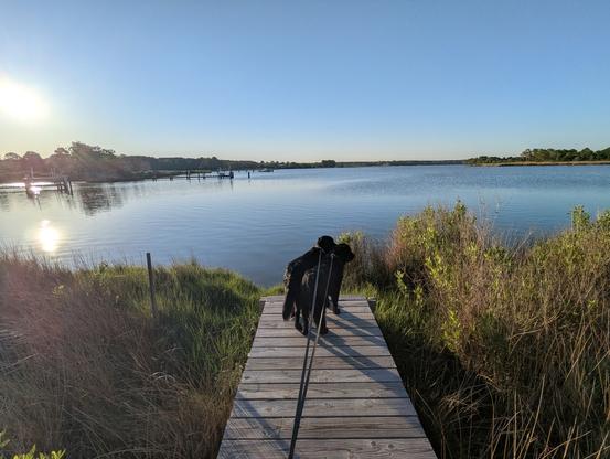 Photo of a calm morning sunrise over Harris Creek sun rising low to the left in a cloudless blue sky. Marsh is a riot of new green growth. Creek water is rippled and reflects the sun and sky.
In the foreground Miles and Jon two black Flat-Coated retrievers stand on the wood walk, staring longingly at a small gaggle  interesting waterfowl in the creek.
