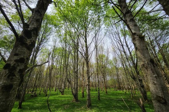 A wide-angle shot looking up through a dense grove of tall, slender trees with pale bark and vibrant green leaves against a bright sky. The ground is covered in lush green grass.