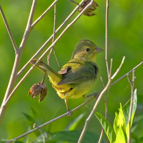 A large olive, yellow and green bird with a distinctive bill.  This is larger than a bunting so likely a Female Summer Tanager.