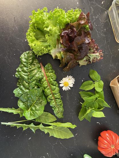 Salatzutaten:
4 Blätter Pflücksalate
3 Blätter Mangold
3 Blätter Löwenzahn
Etwas Giersch
Zwei Margeritenblüten
Und eine Ochsenherztomate (gekauft)