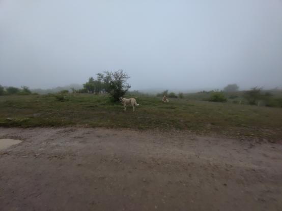 Große Hunde auf einer Wiese.